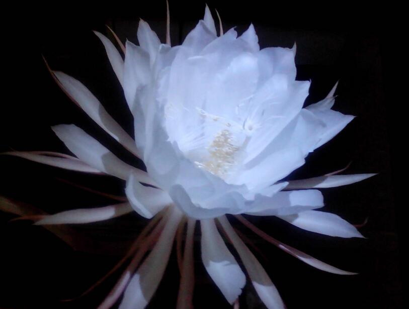 曇花種子種植方法，白天接受足夠的光照晚上才能開花