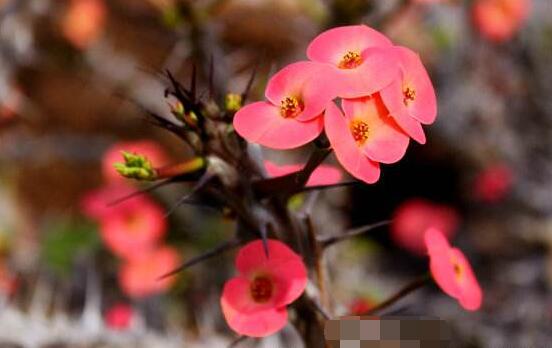 虎刺梅不開花什么原因，老農(nóng)總結(jié)最實(shí)用三種解決方法