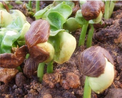 發(fā)財(cái)樹(shù)播種繁殖方法