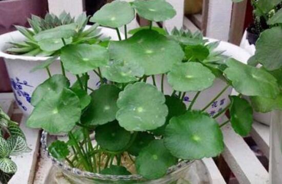 銅錢草有毒嗎，銅錢草可以放在臥室嗎