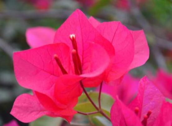 三角梅的水扦插方法，教你三個簡單易學(xué)方法(水插爆盆)