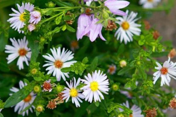 雛菊葉子蔫了怎么辦，找到原因及時(shí)進(jìn)行處理