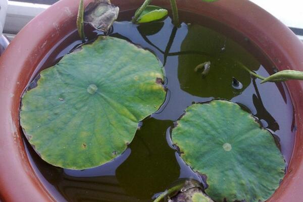 荷花不開花是什么原因，4種原因導致荷花不開花