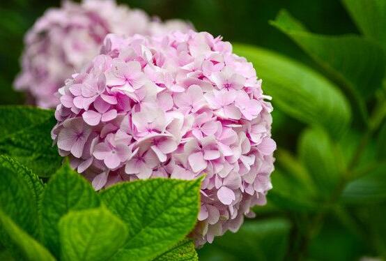 繡球不開花的原因，教你三種原因以及解決辦法