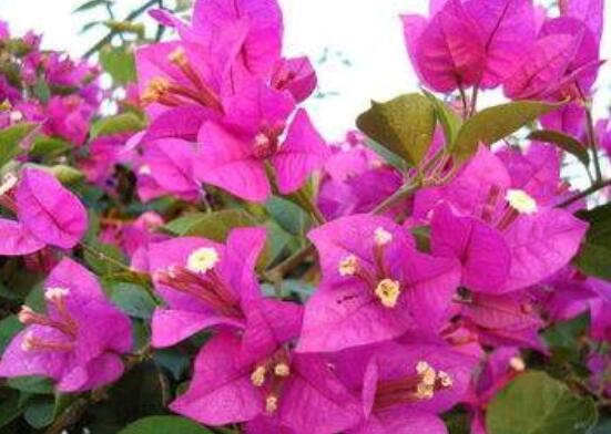 三角梅如何控水，做到不干不澆、澆則澆透原則