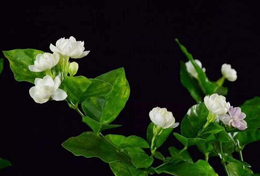 茉莉的花語，地區(qū)和數(shù)量不同代表的寓意也不同