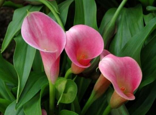 馬蹄蓮怎么養(yǎng)，馬蹄蓮的養(yǎng)殖方法及注意事項(xiàng)