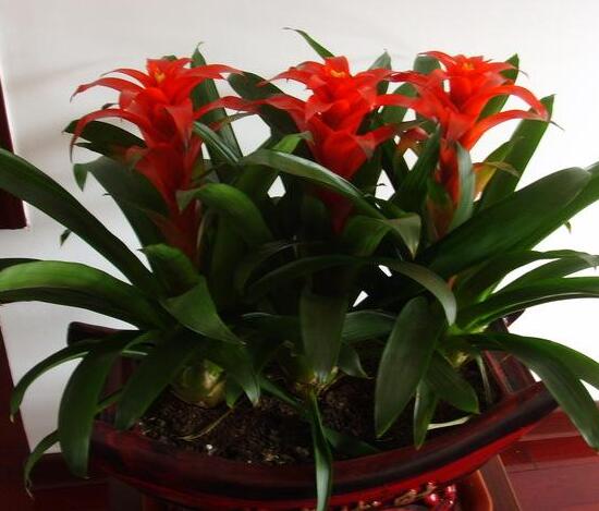 鴻運(yùn)當(dāng)頭為什么不開花，鴻運(yùn)當(dāng)頭不開花怎么辦