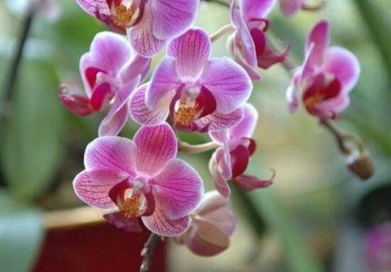 蝴蝶蘭怎么澆水，蝴蝶蘭澆水的正確方法