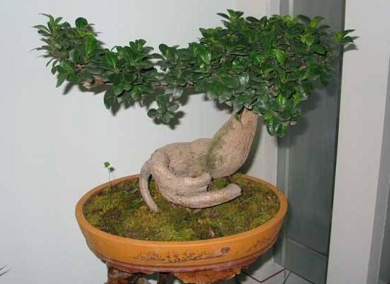 小榕樹盆景怎么養(yǎng)，盆景小榕樹養(yǎng)殖方法
