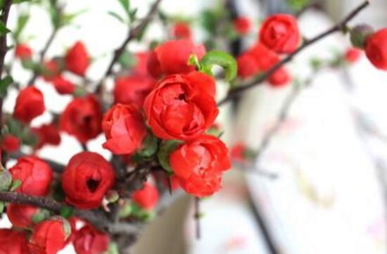 海棠花有哪些品種，海棠花品種大全大圖