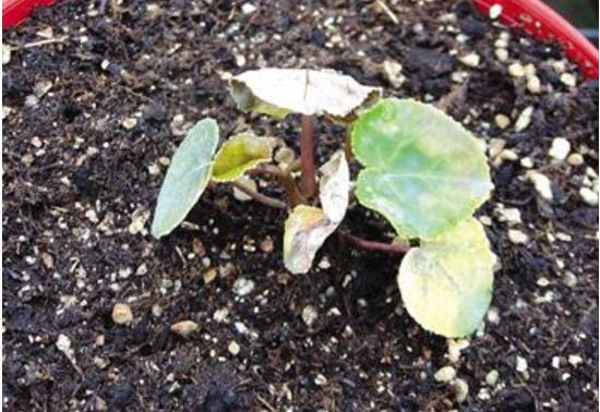 仙客來灰霉病的癥狀，仙客來灰霉病防治方法