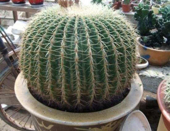 仙人球用什么肥料，鉀、磷肥為主，氮肥為輔