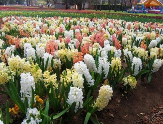 水仙花和風(fēng)信子的區(qū)別，教你三種區(qū)別方法(外形/地域/價(jià)值)