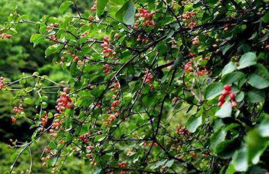 紅豆杉的藥用價值，盤點紅豆杉六大藥用價值