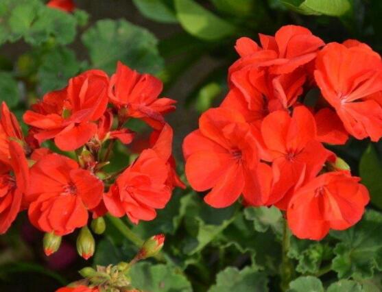 天竺葵夏季養(yǎng)護(hù)，老農(nóng)總結(jié)五個(gè)要點(diǎn)安然度夏