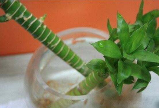 富貴竹怎么施肥，教你兩種養(yǎng)殖施肥方法(水培與土培)