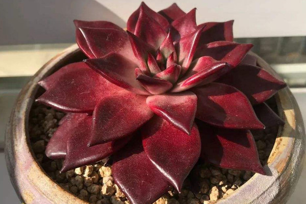 多肉羅賓好養(yǎng)嗎