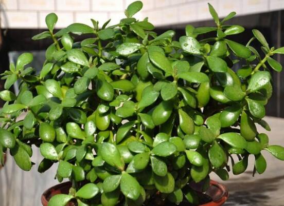 玉樹花幾年開花，掌握五大要點(diǎn)可年年開花