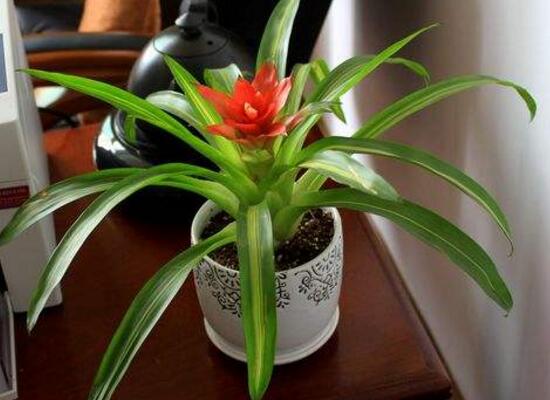 鴻運當頭什么時候開花，鴻運當頭一年開幾次花