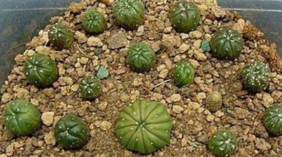 仙人球移栽注意事項(xiàng)，注意不可弄傷根系、及時(shí)消毒/土壤微濕潤