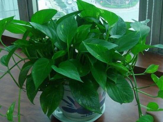 綠蘿怎么養(yǎng)長得快茂密，綠蘿的養(yǎng)殖方法