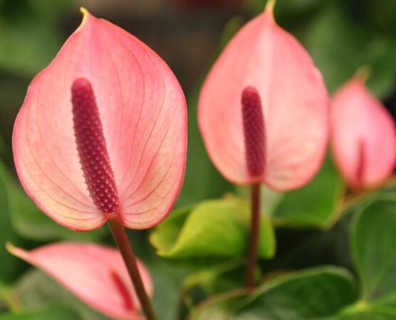 粉色馬蹄蓮花語(yǔ)是什么，代表著愛(ài)你一生一世