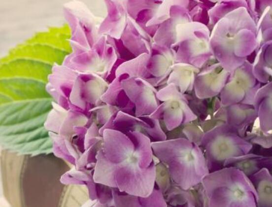 粉色繡球花花語，代表著美好回憶、期待愛情