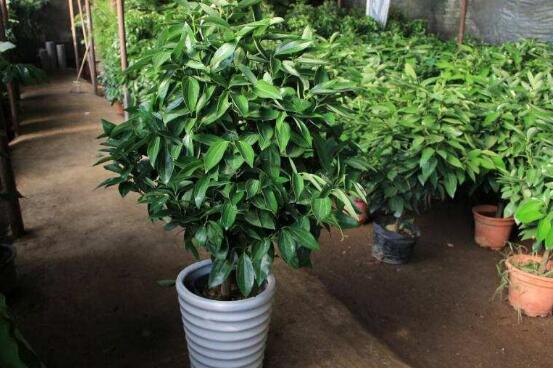 平安樹有毒嗎，平安樹能放在臥室嗎