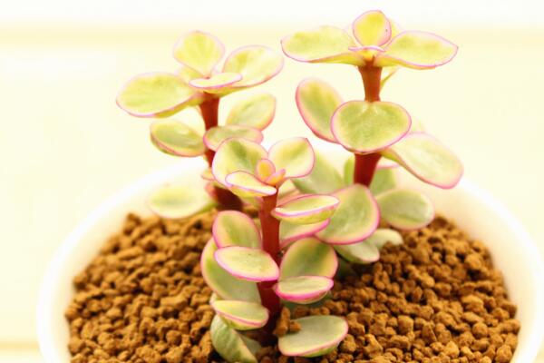 雅樂(lè)之舞花語(yǔ)是什么，沉默的愛(ài)、熱烈與光明