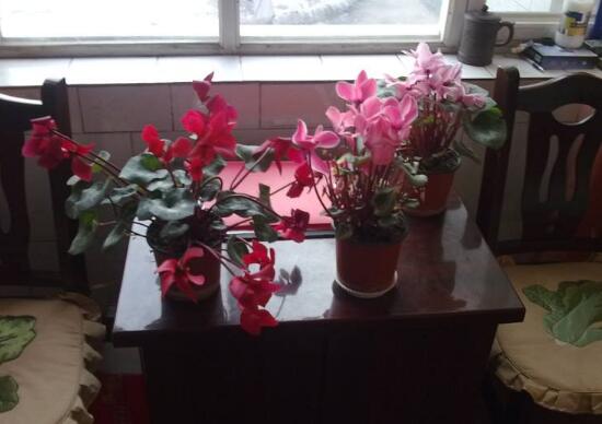 家庭養(yǎng)殖仙客來有什么好處，裝飾家居改善好心情