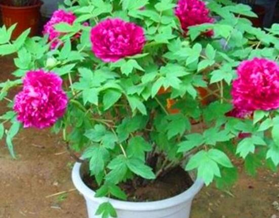 牡丹花種植方法，老農(nóng)歸納最全面的種植技巧(種植前后)