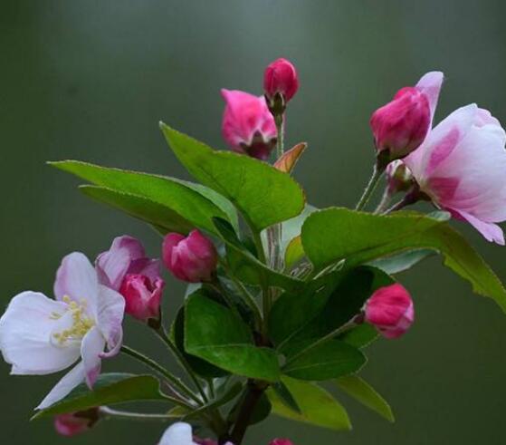 家里為什么不能養(yǎng)海棠花，迷信斷腸花傳說(shuō)/忌干花養(yǎng)殖(財(cái)運(yùn)不濟(jì))