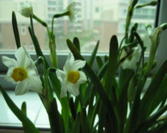 水仙花三大培植方法，介紹三種種植方法(土培/水培/沙培)