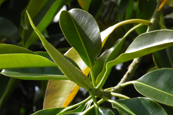 橡皮樹怎么繁殖，播種/扦插/壓條/水培繁殖等