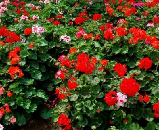 天竺葵適合什么花盆，紫砂盆是最好一種(透氣滲水)