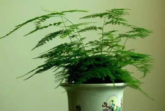 文竹病蟲害有哪些，文竹的病蟲害防治