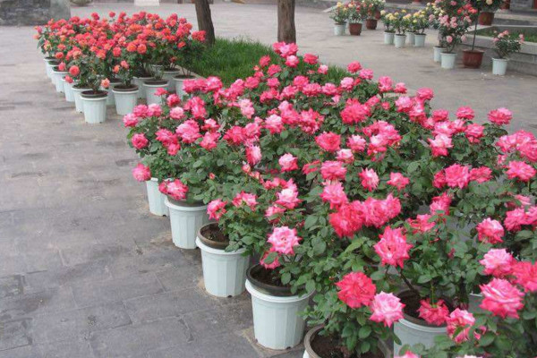 月季換盆注意事項，要選擇合適的換盆時間