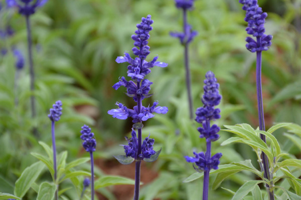 藍(lán)花鼠尾草與薰衣草的區(qū)別，薰衣草花香沁人心脾