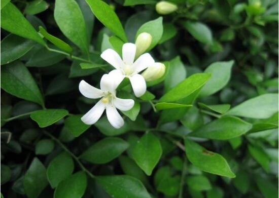 九里香有毒嗎，九里香可以放臥室嗎/無(wú)毒不能放