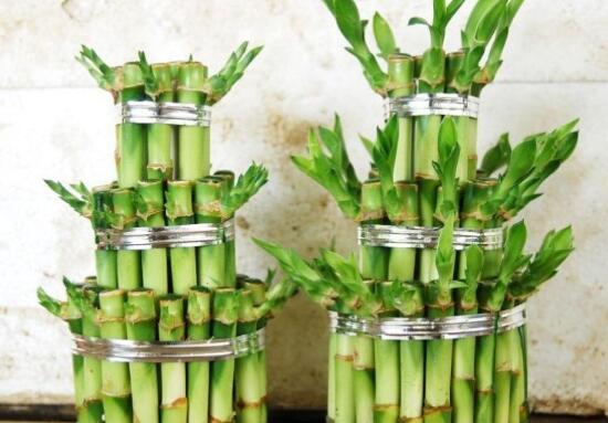 富貴竹有什么好處，富貴竹的功效與作用