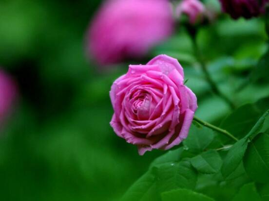 月季花種植技術(shù)，做好這七步生長(zhǎng)的枝繁葉茂