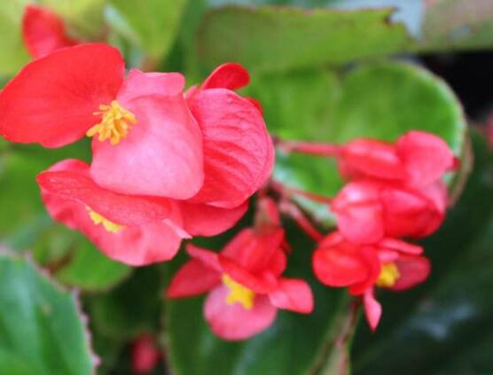 玻璃海棠花的養(yǎng)殖方法，做好五點(diǎn)基本步驟生生長(zhǎng)枝繁葉茂