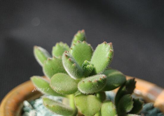 熊童子葉子發(fā)軟怎么辦，總結(jié)最實(shí)用三種解決方法