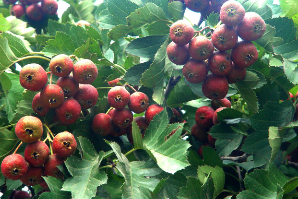 山楂籽能種出來(lái)嗎，播種前可進(jìn)行沙藏