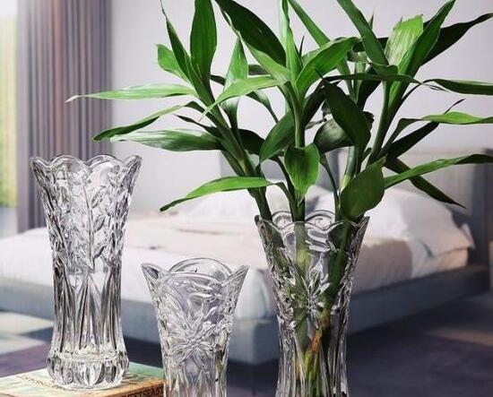 富貴竹開花什么預(yù)兆，富貴竹什么時候開花