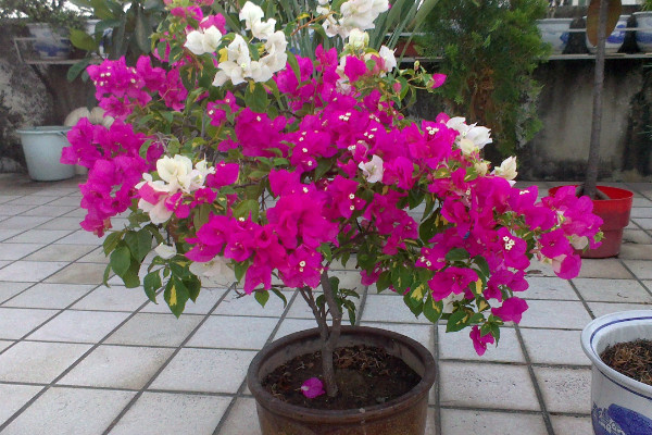 三角梅怎么不開(kāi)花，生長(zhǎng)空間不足/追肥不及時(shí)