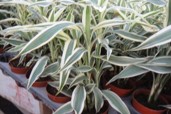 富貴竹價格，不同種類的價格不相同