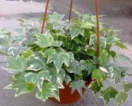 怎樣讓常春藤長得快，教你六個(gè)要點(diǎn)生長枝繁葉茂