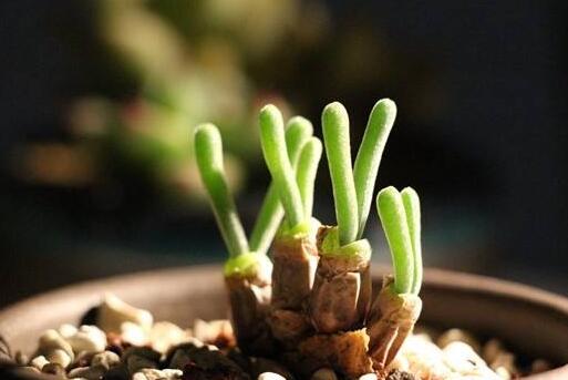 碧光環(huán)怎么繁殖，分播種和扦插兩種方法